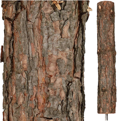 CHOINKA NA PNIU - NATURALNA SOSNA DIAMENTOWA + STOJAK