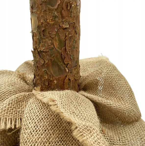 CHOINKA NA PNIU OŚNIEŻONA Z SZYSZKAMI