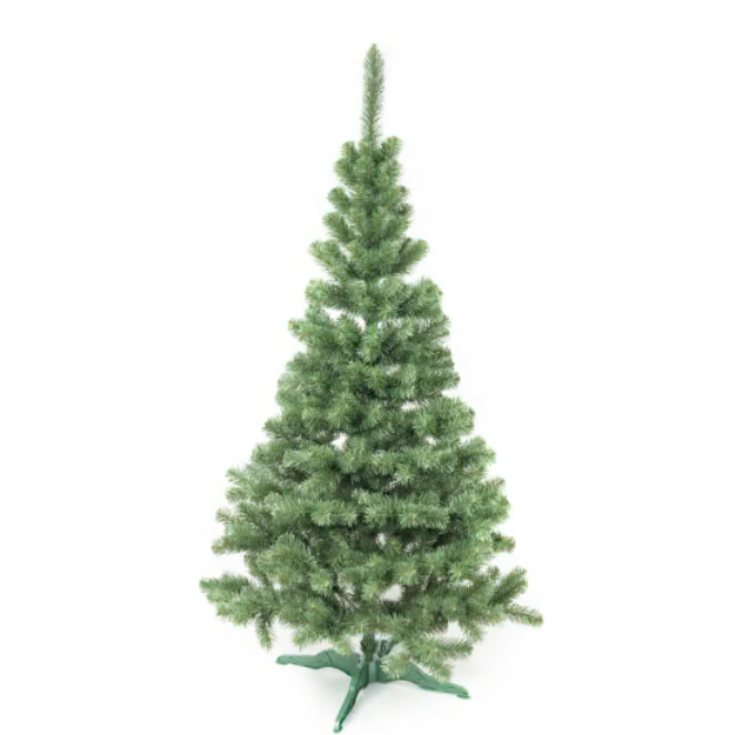 CHOINKA JODŁA KLASYCZNA