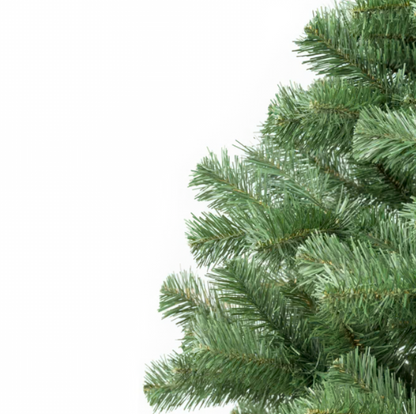 CHOINKA JODŁA KLASYCZNA