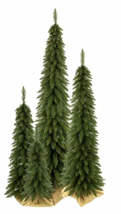 CHOINKA SLIM ŚWIERK TATRZAŃSKI